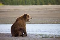 Grizzly Bear at Clark's Lake National Park